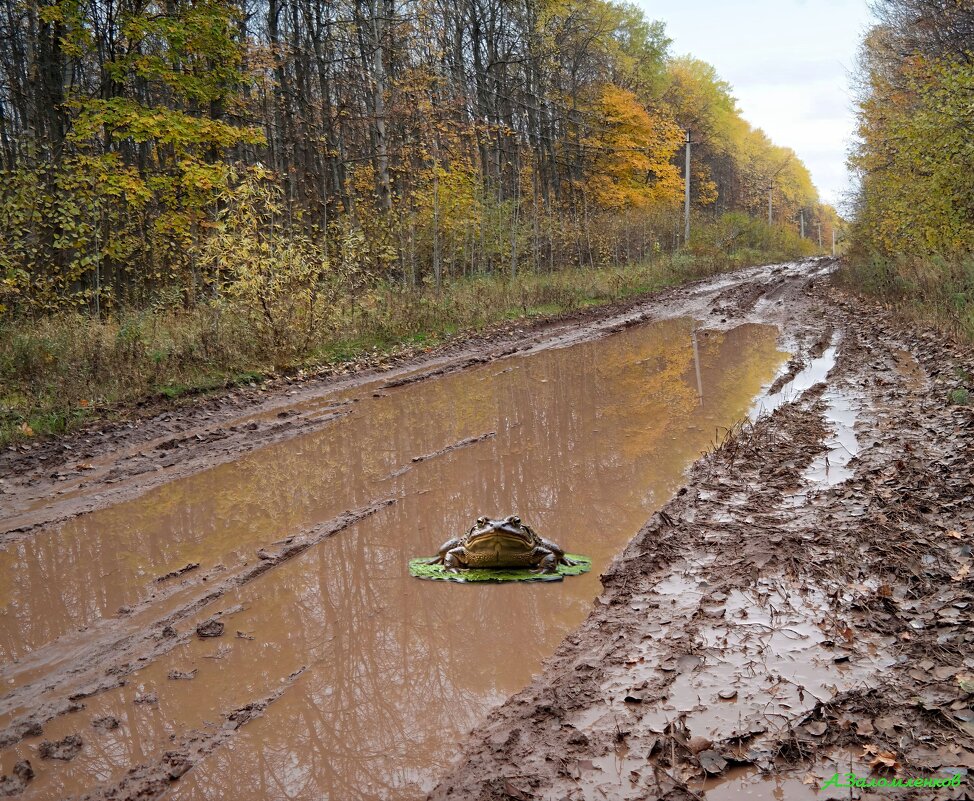 И всё ноябрь шлёт свои сюрпризы...:-) - Андрей Заломленков