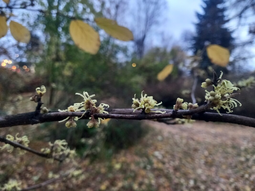 Гаммамелес - Сапсан 