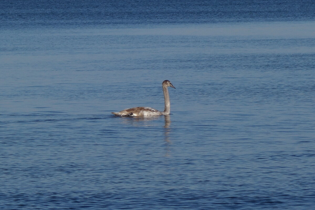 Лебеди, море - Рита Симонова