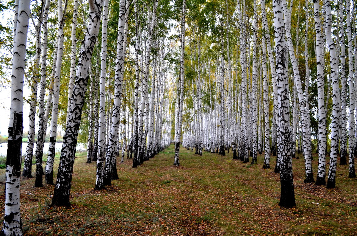 ... - сержант .