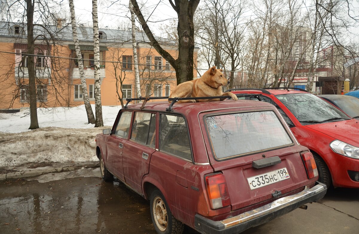 "Мне сверху видно всё..." - Oleg4618 Шутченко