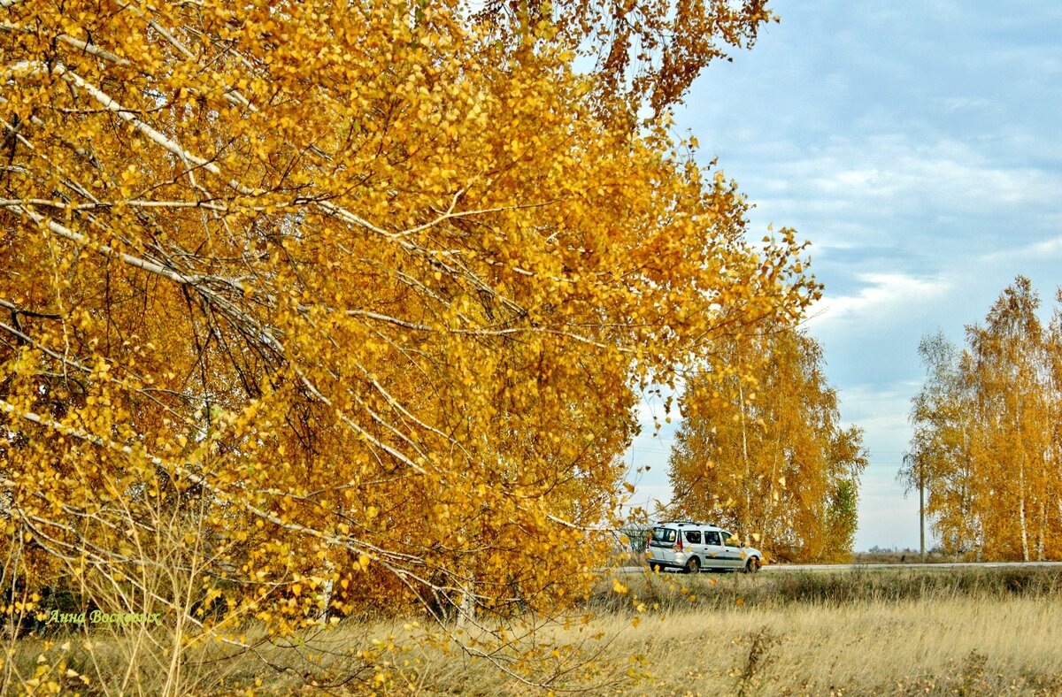 К берёзкам в гости. - Восковых Анна Васильевна 