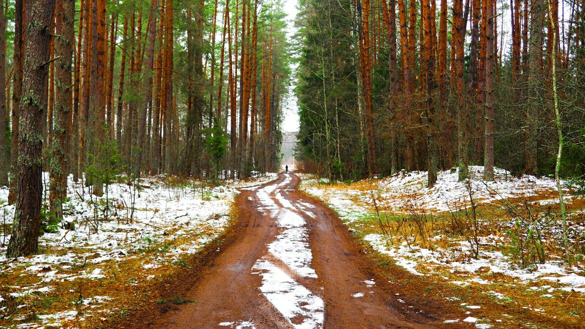 Дорога из леса (репортаж из поездок по области ). - Милешкин Владимир Алексеевич 