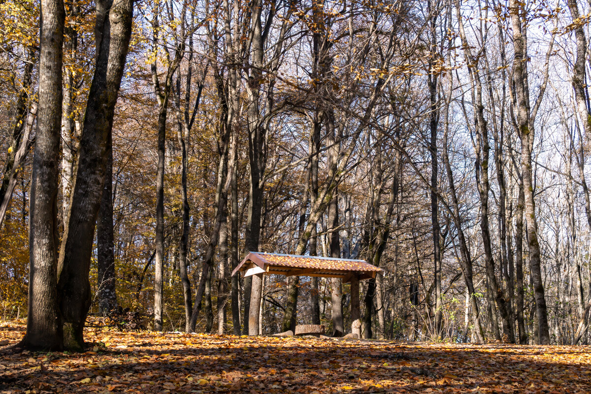 Осенний лес в горах - Игорь Сикорский