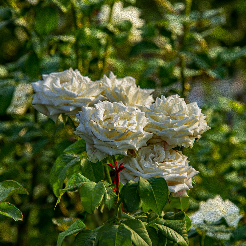 Розы - Анатолий Чикчирный