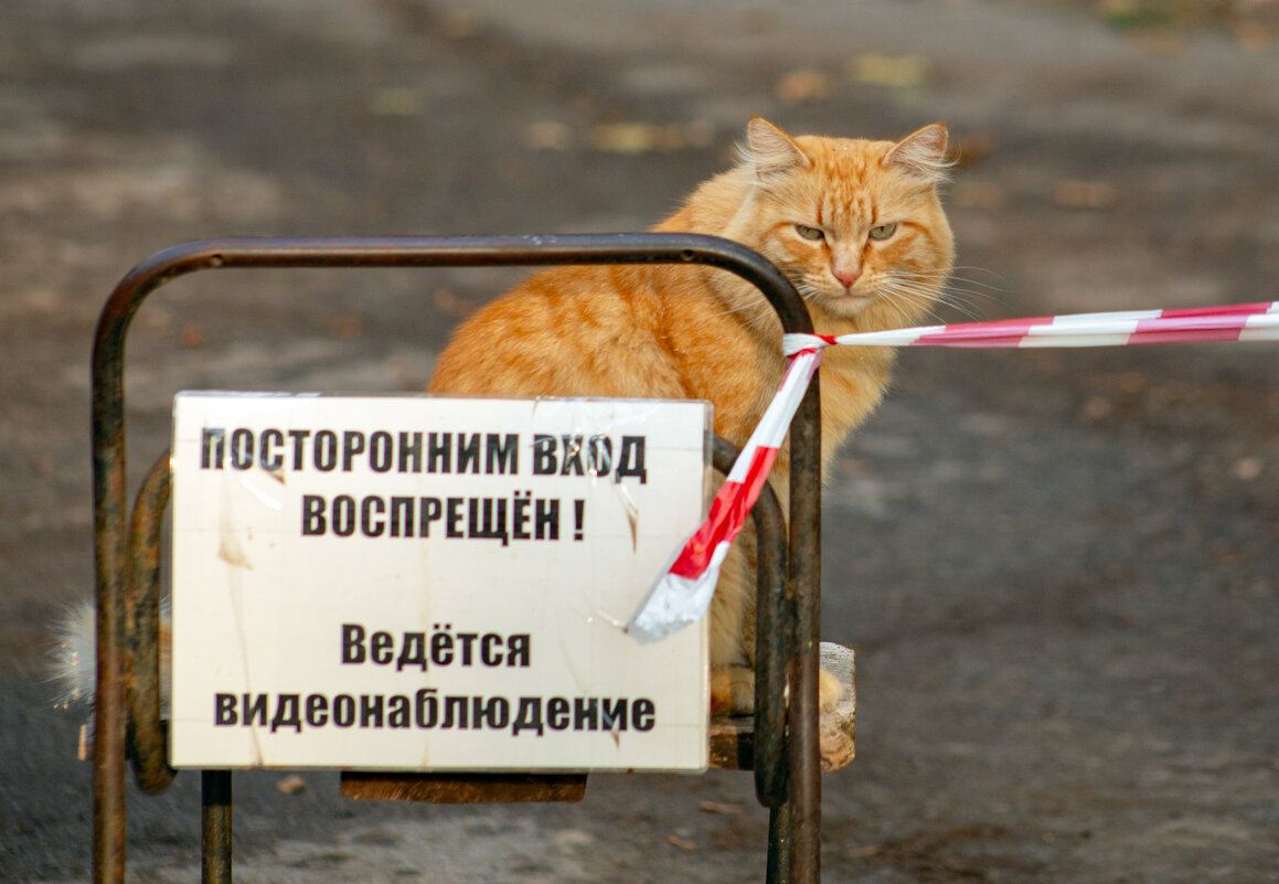 Кото наблюдение... - Елена Логачева