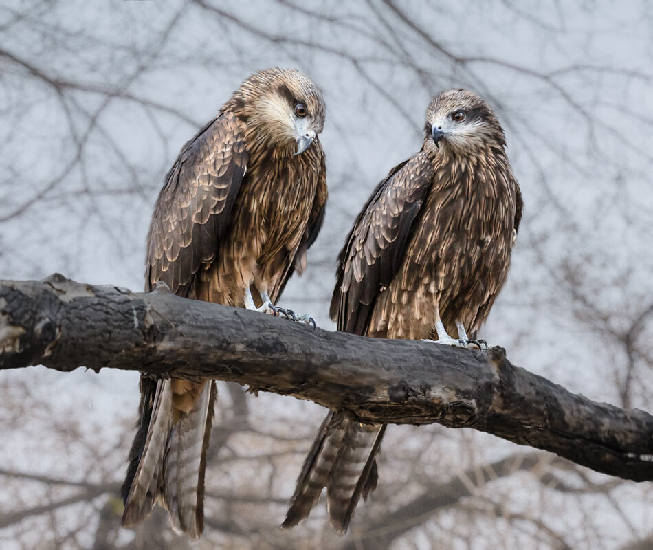 Коршун - SanSan 