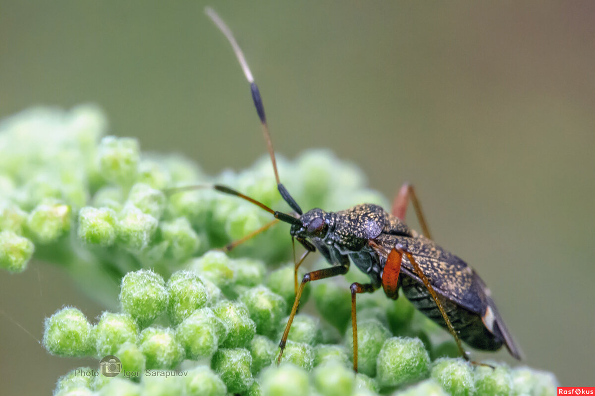 Closterotomus biclavatus - Игорь Сарапулов