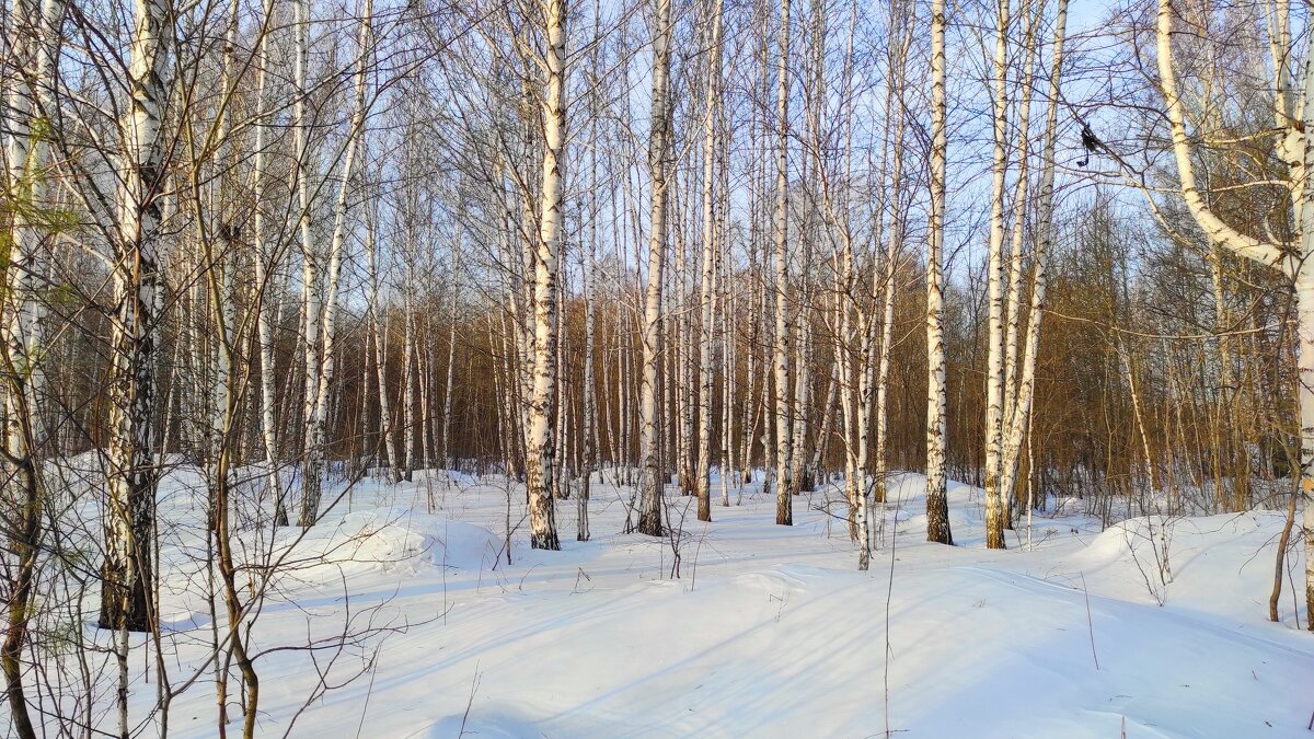 Теплый день в декабре - Татьяна Лютаева