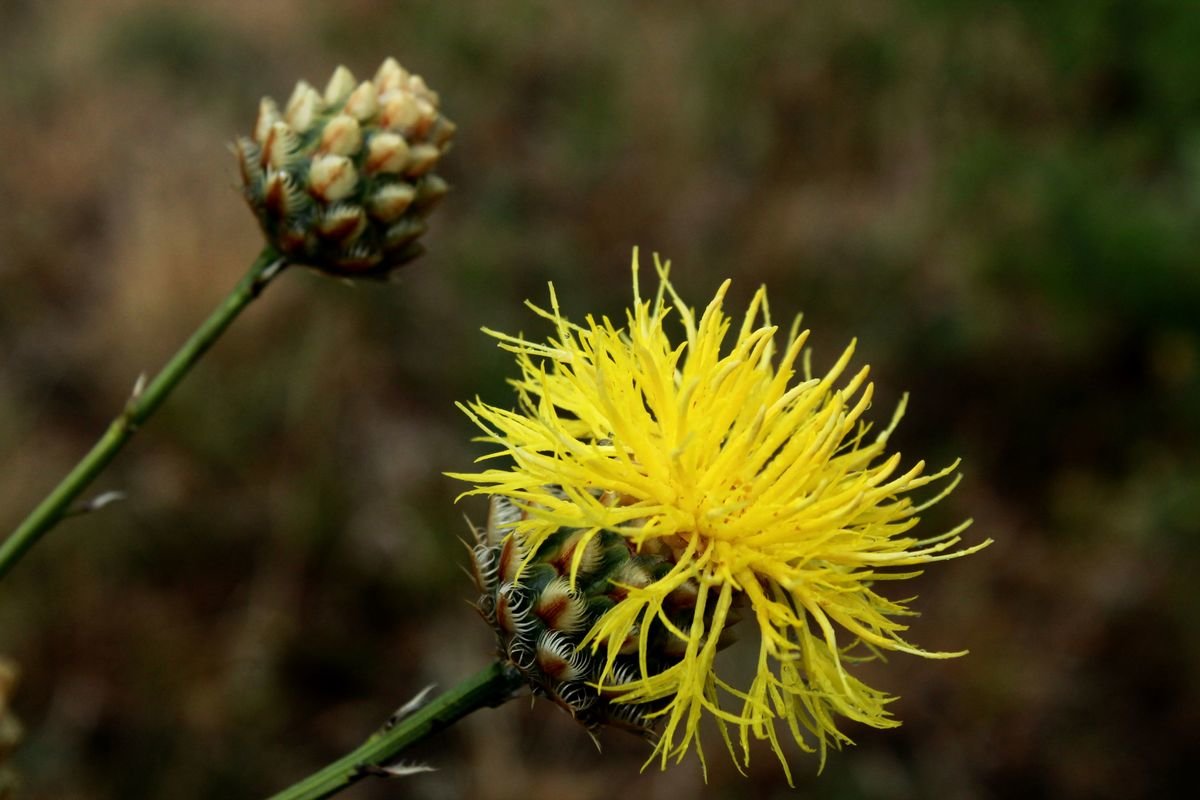 Василёк - Dusty Miller