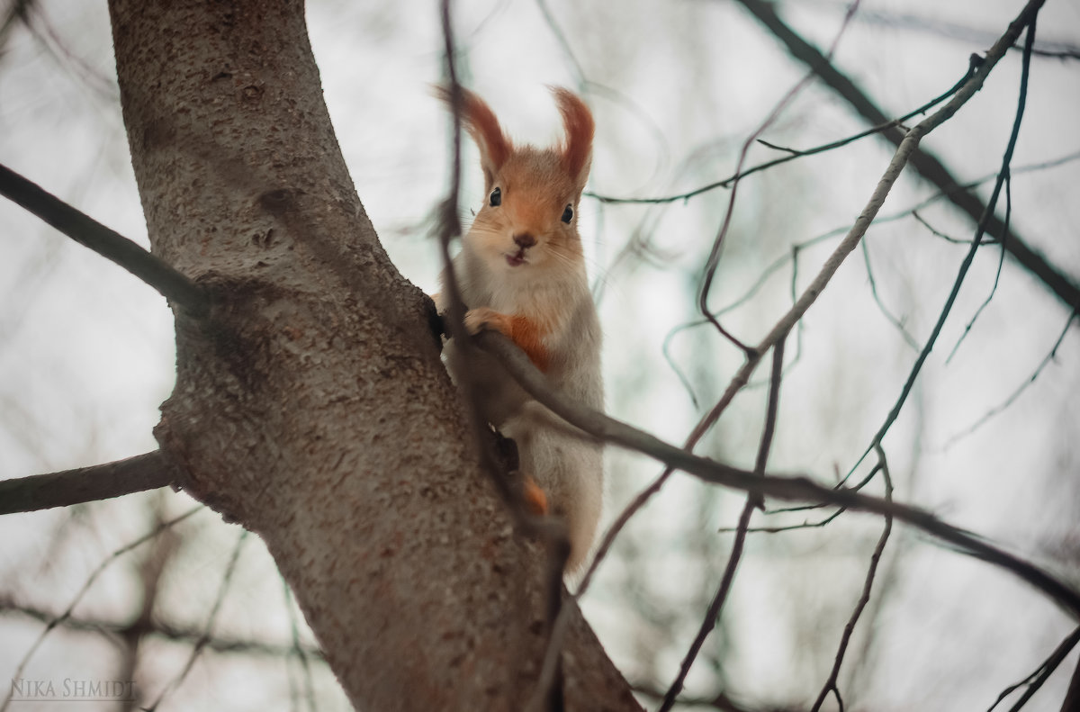 Squirrel - Nika Shmidt