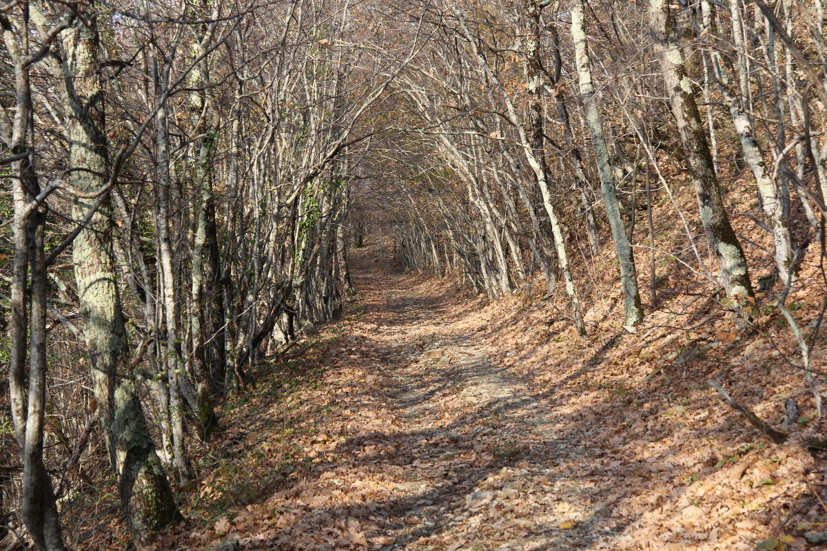 осенний лес - лиля 