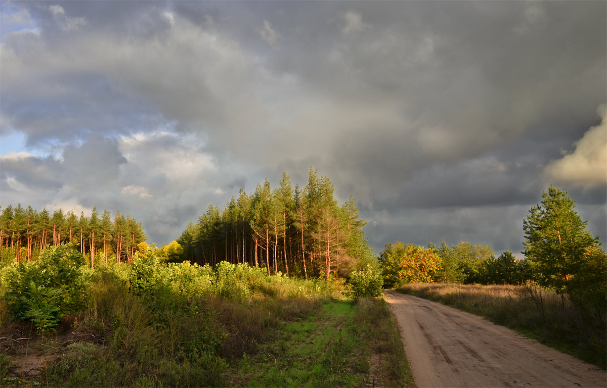 Дорога в лес - Татьяна 