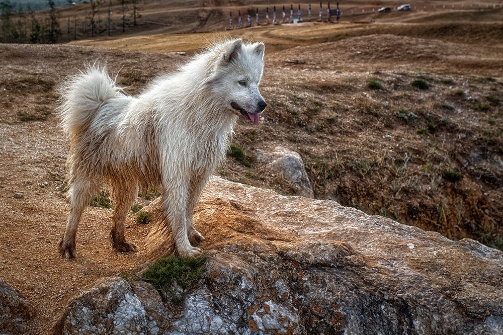 Wild dog - Александр Смирнов