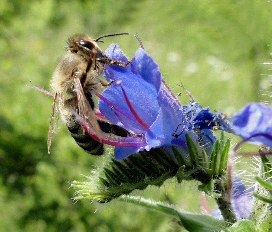 Пчела и цветок - Татьяна Жуковская