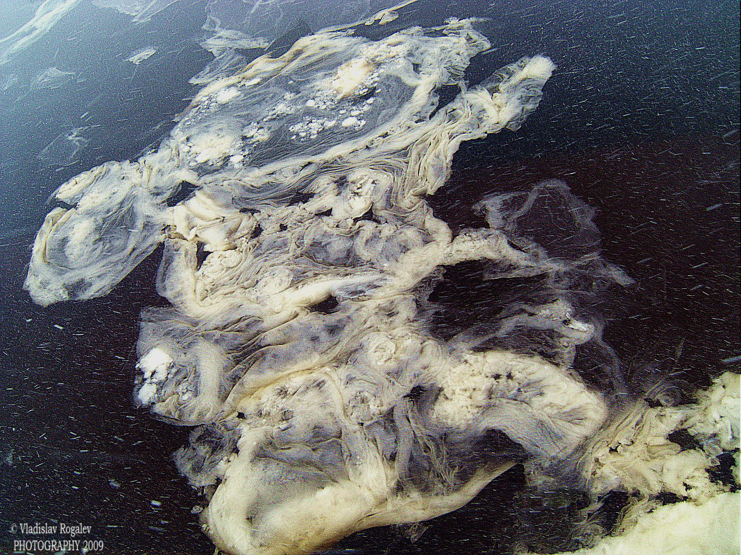 грязные льдины на реке Сож в Гомеле - Vladislav Rogalev