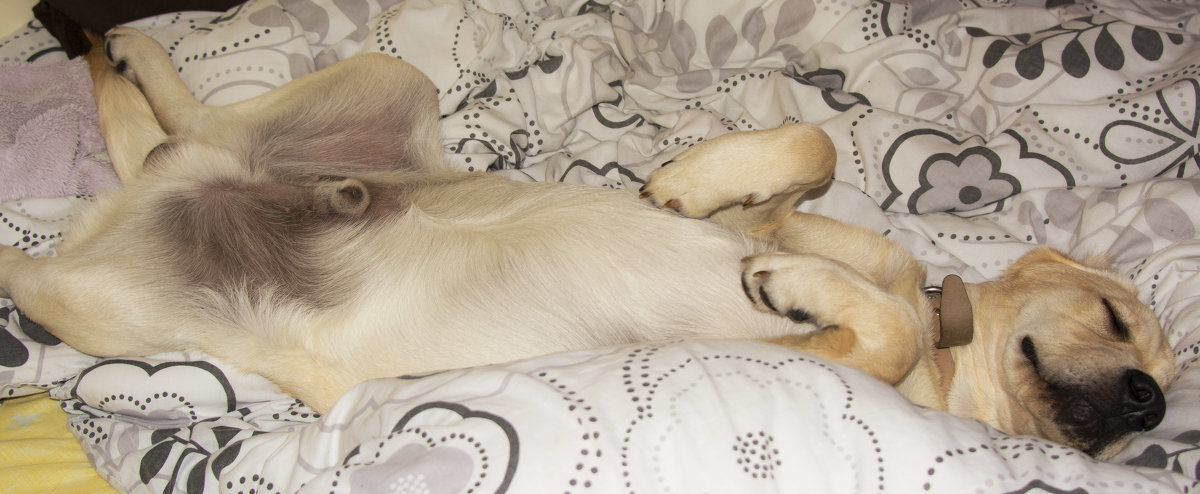 How sleep my doggy..:D - Ольга 
