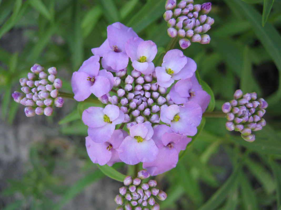 Фиолетовый цветок - Алексей Гришанков (Alegri)