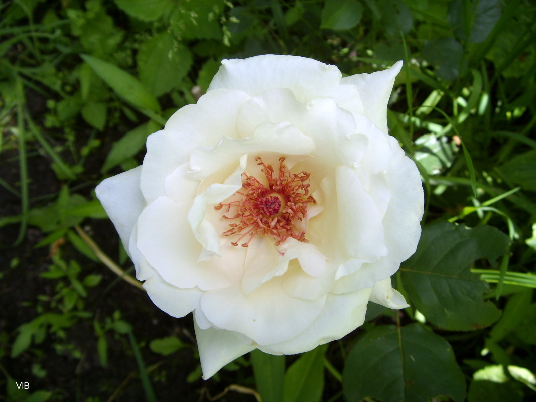 Белая роза - Владимир 