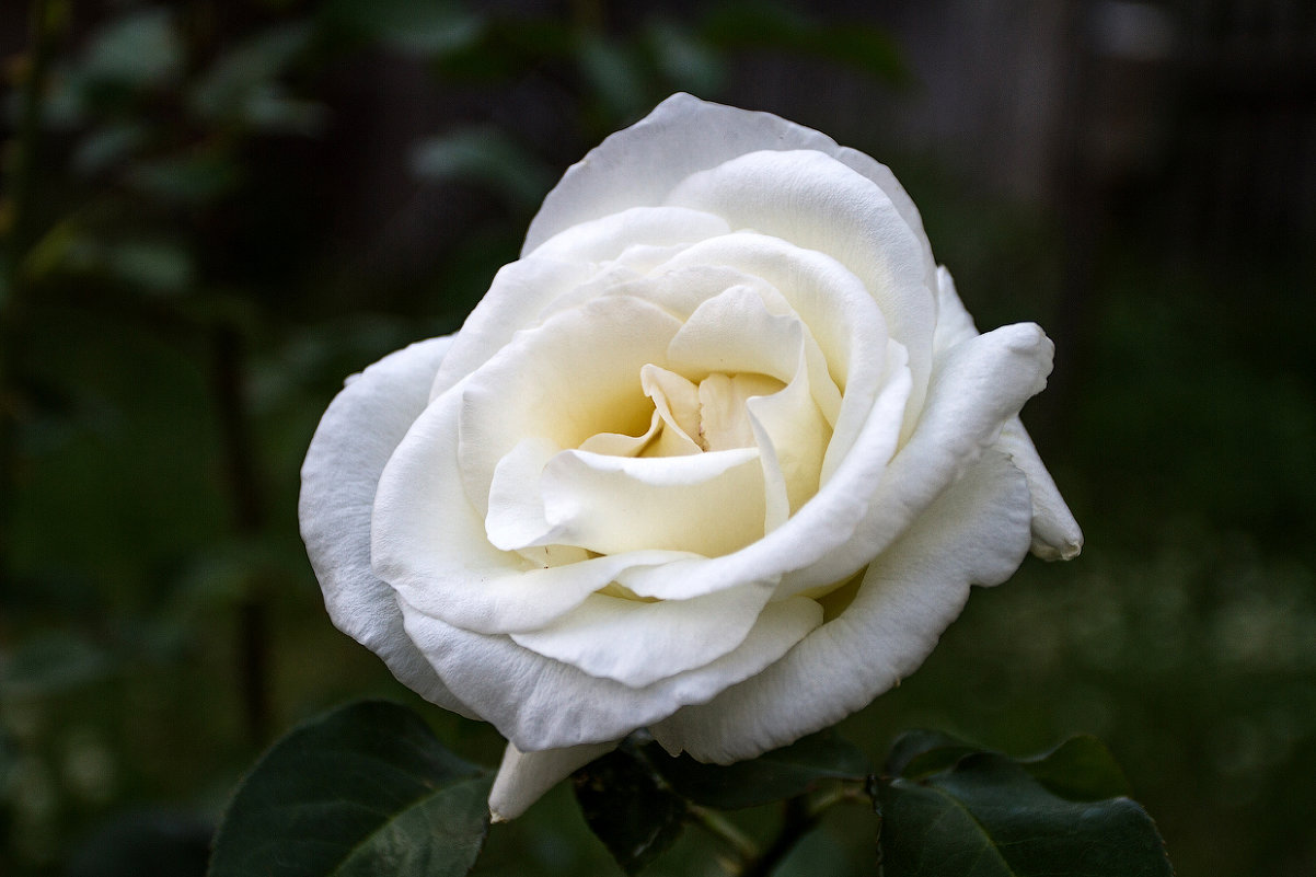 Белая роза... - Сергей Быстров