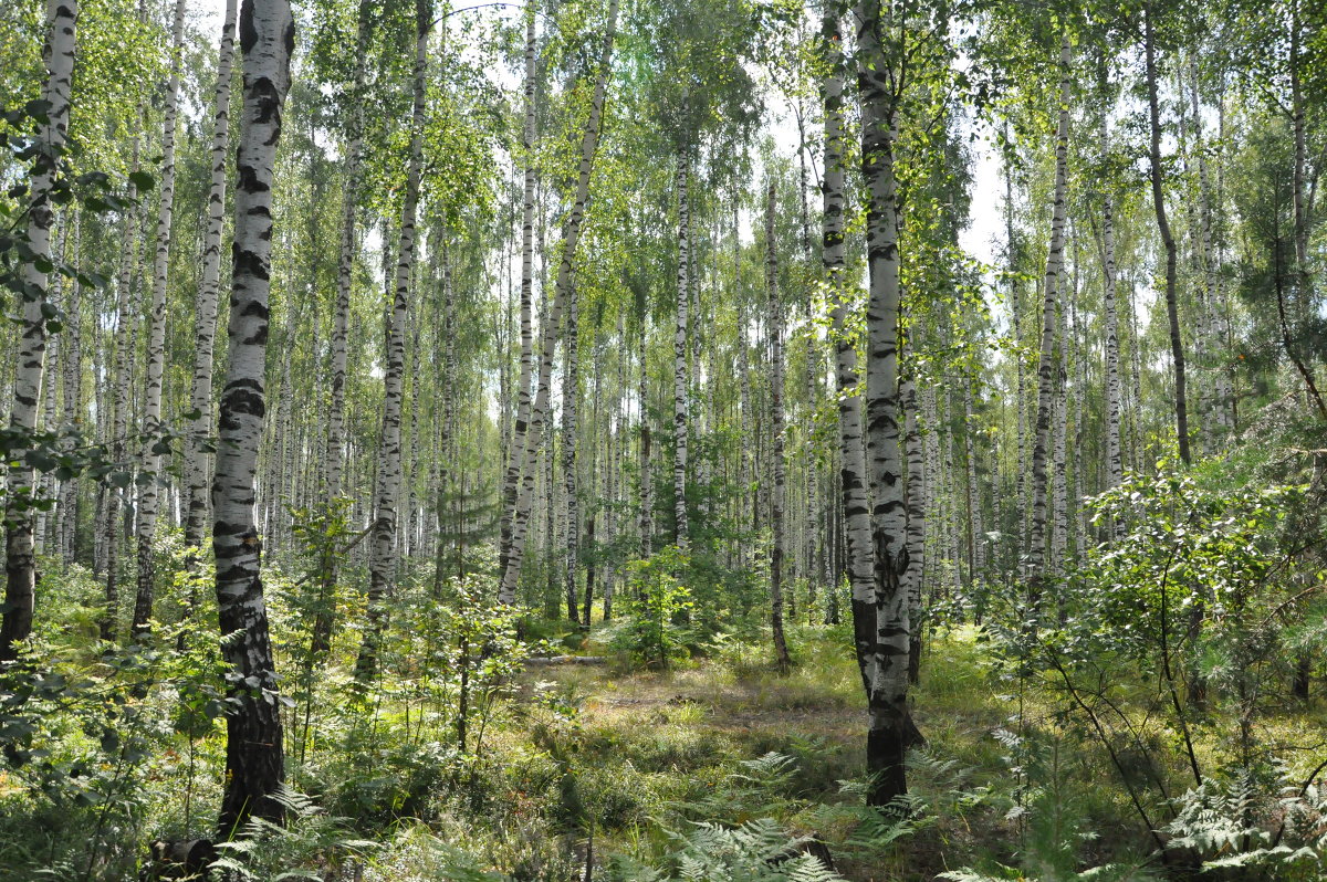 лес - Александр 6769
