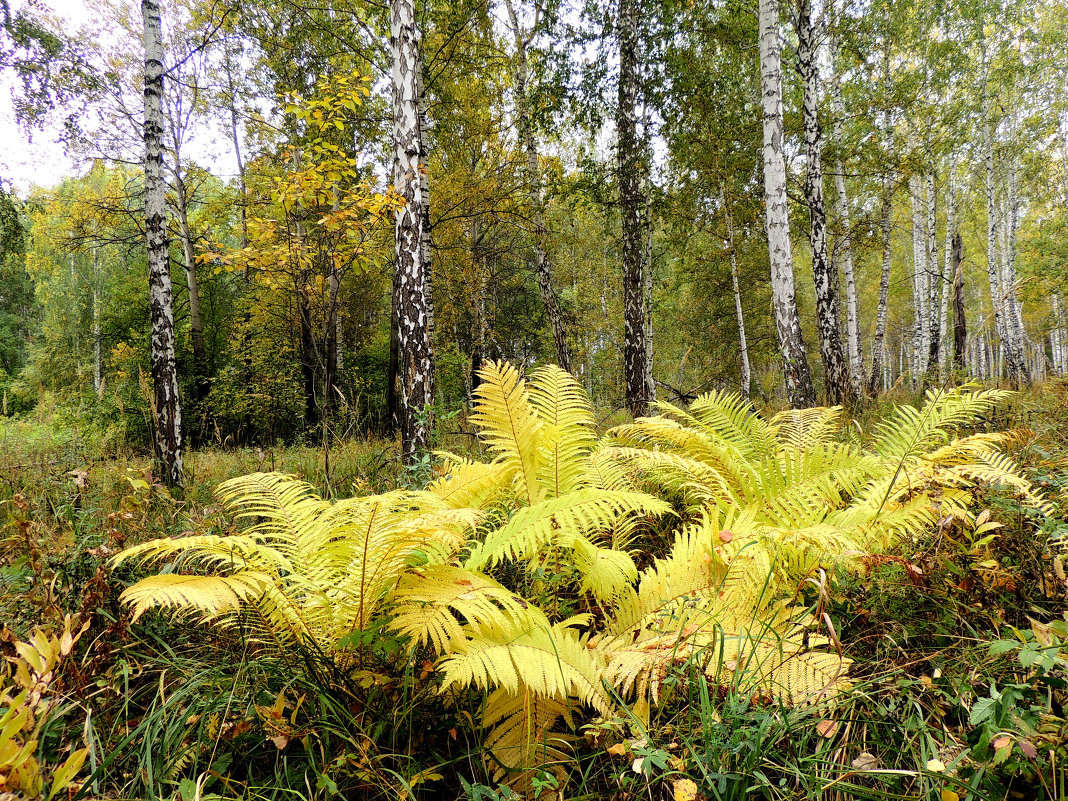 Осенний лес - Геннадий Ячменев