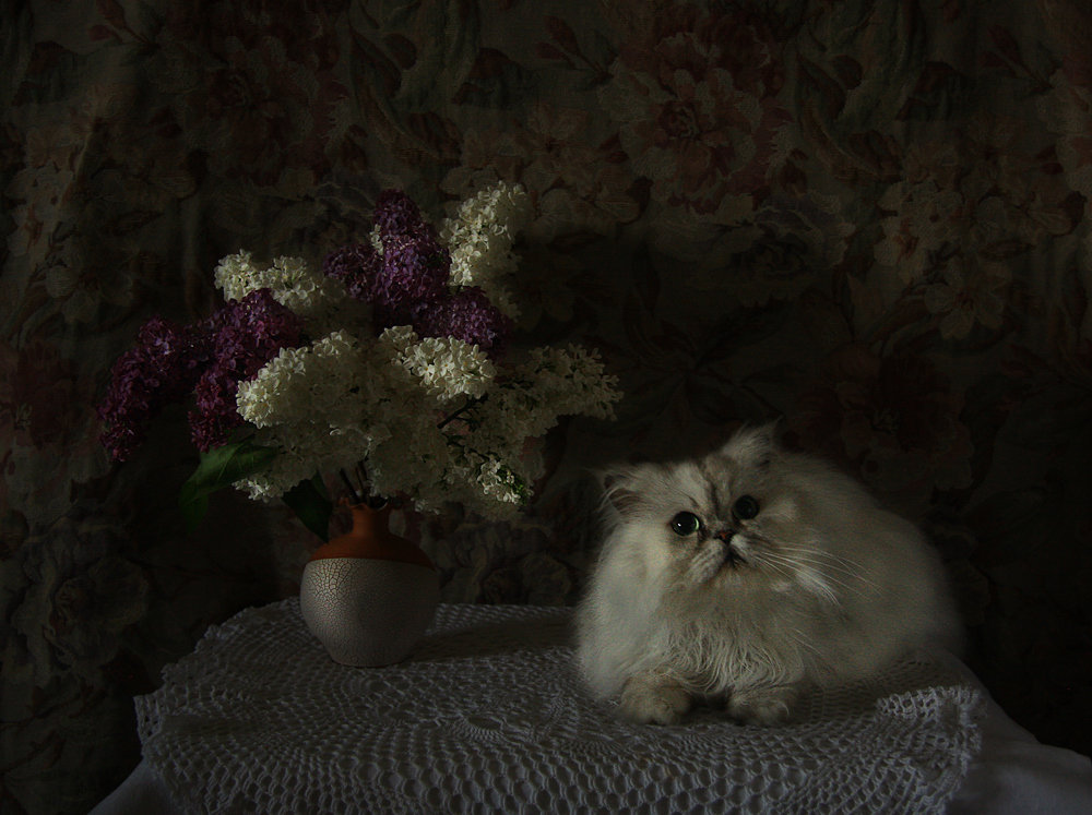 Натюрмонт с котом - Олег Самотохин