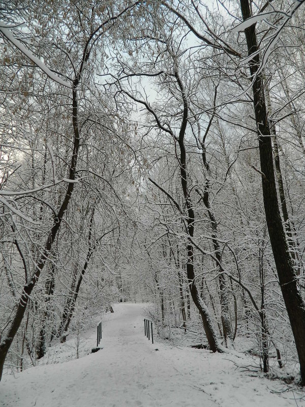 Снежною дорогою.. - Елена Р 