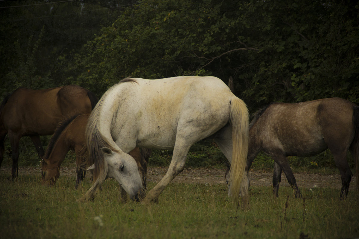 White horse - Keti B