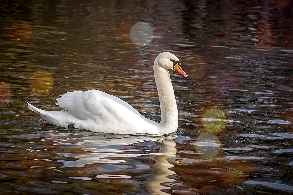 Белый лебедь на пруду - Паша Кириченко