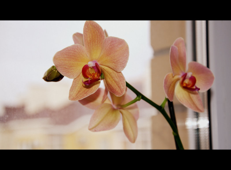 орхидея - Zhansyly B