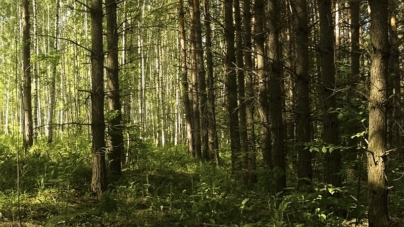 Два леса - Вадим Губин