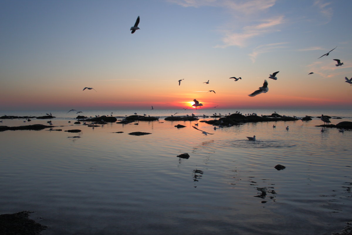 Морской закат с чайками - Александр Гризодуб