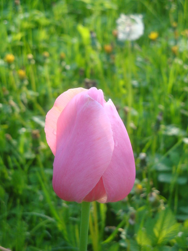 Тюльпан настоящий - Mariya laimite