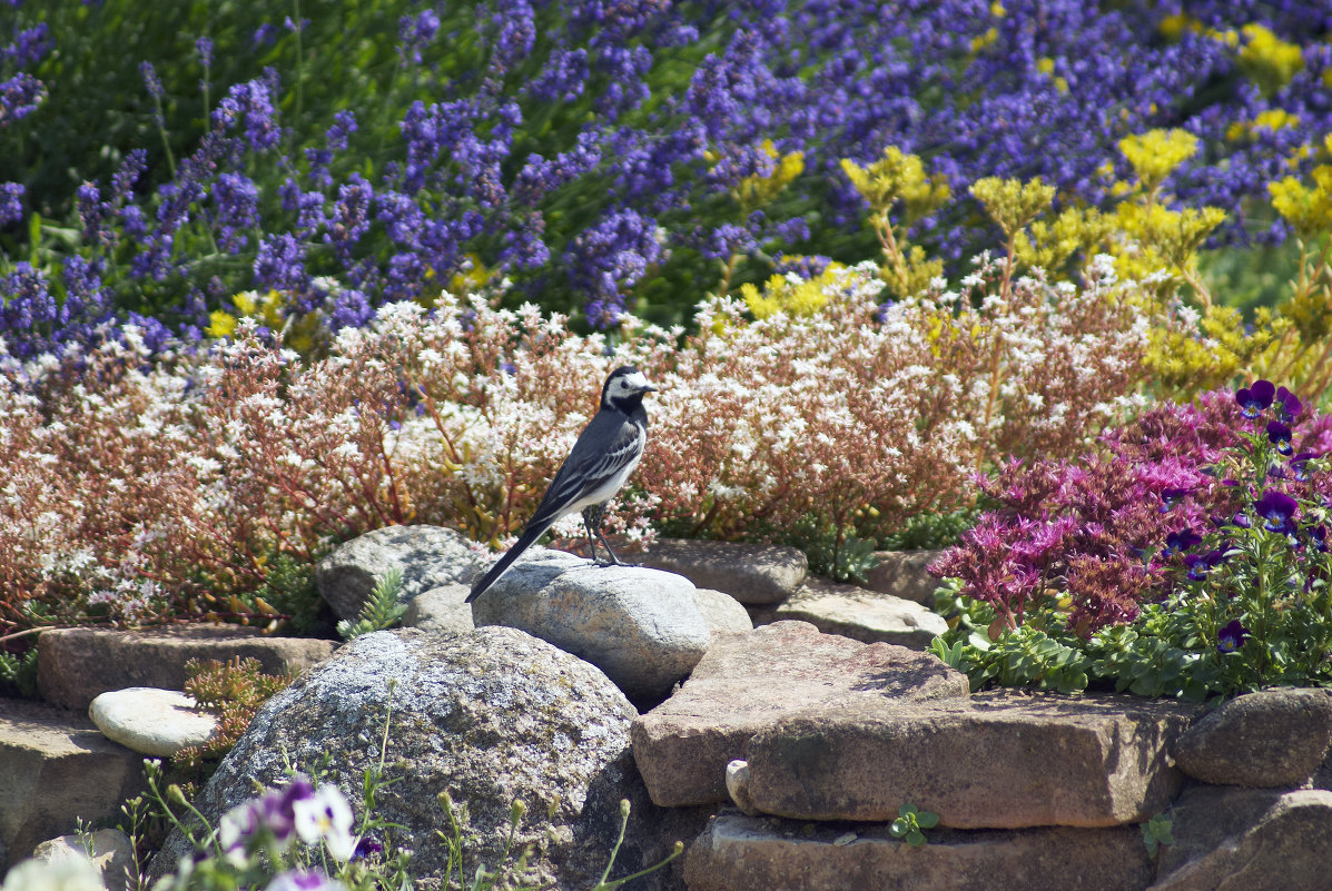 Motacilla alba - Оксана Львова