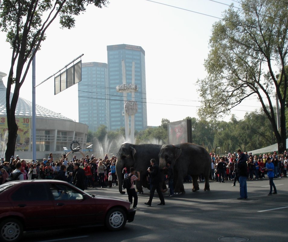 слонов по улицам водили - oxana 