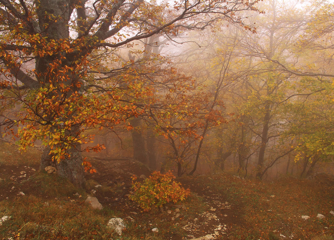 Чатырдаг Золотая осень буковый лес