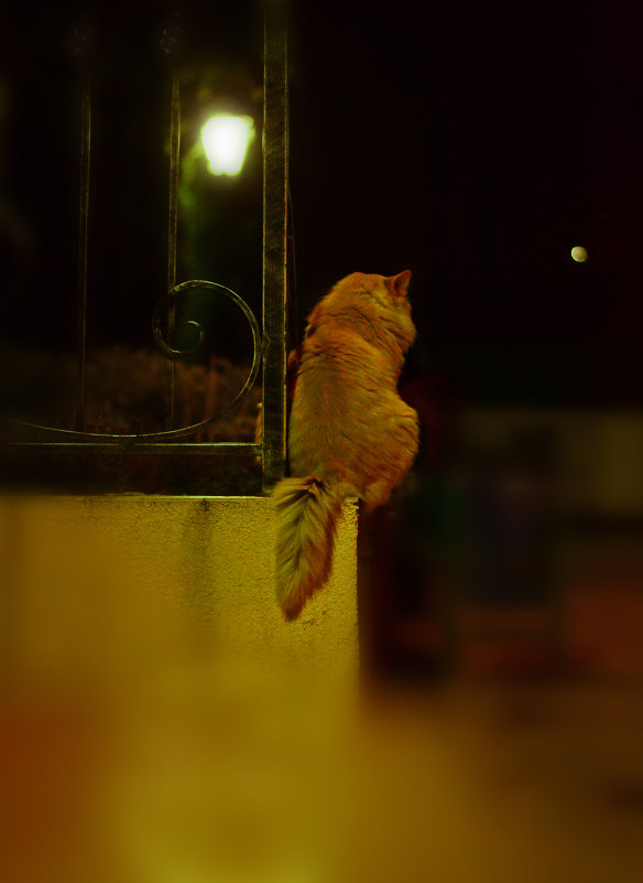 Кот смотрит на луну) - Евгения Красова
