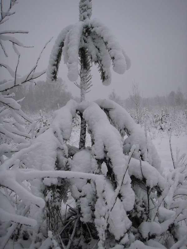 Ёлка под снегом - Снежанна 