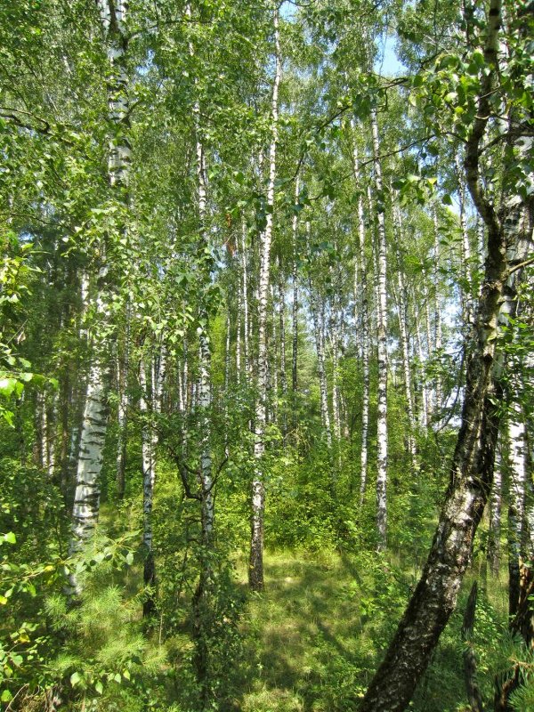 Беларусь, Гродно - Olga Gontar