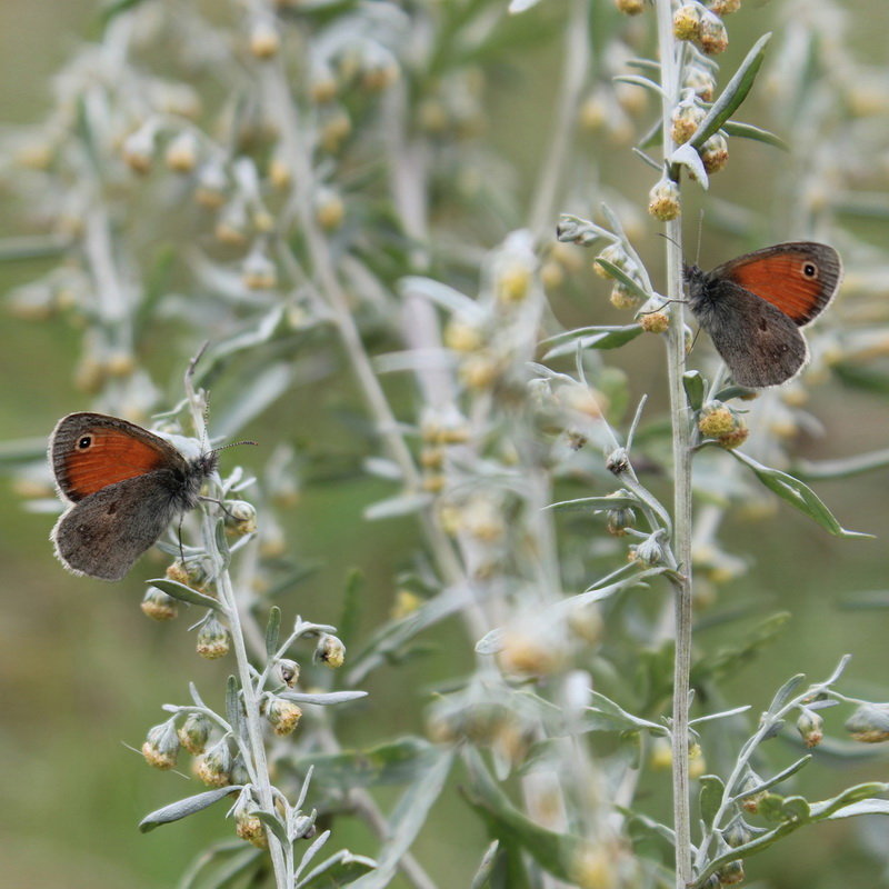 Coenonympha pamphilus - Yagujinskaja `