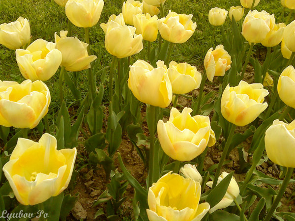 желтые тюльпаны - Lyubov Po