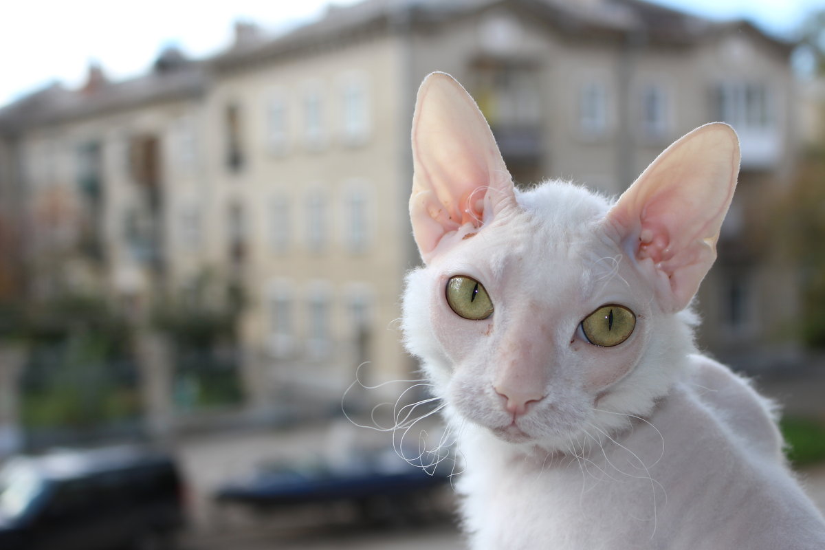 Кошка на окошке - Ольга Чазова
