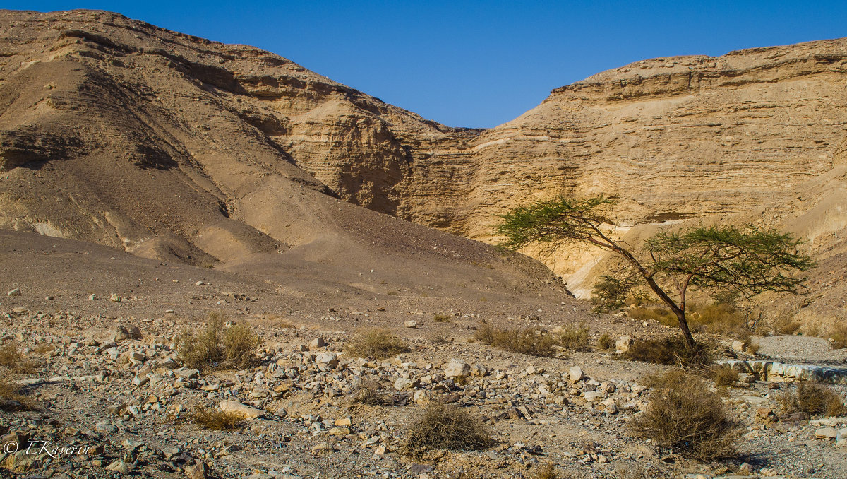 Негев. Пустыня в Израиле. - Edik Kaverin