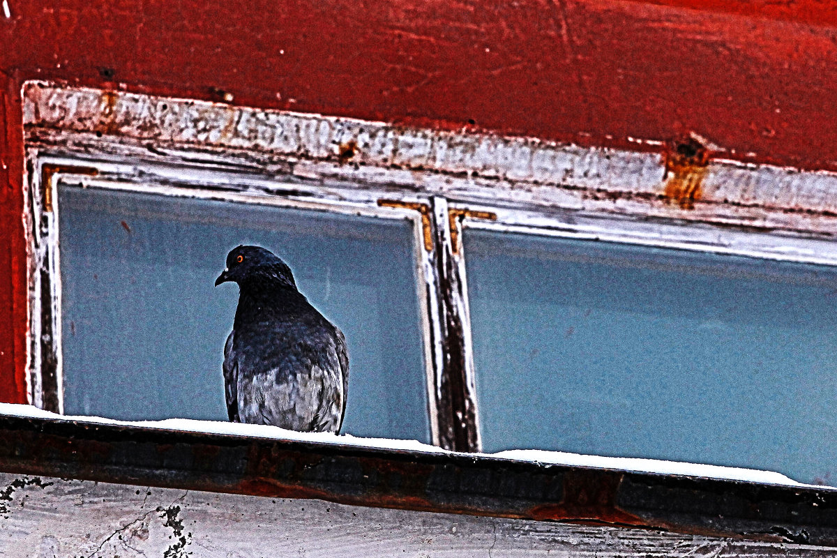 Одинокий голубь на карнизе за окном.... - елена юлашева