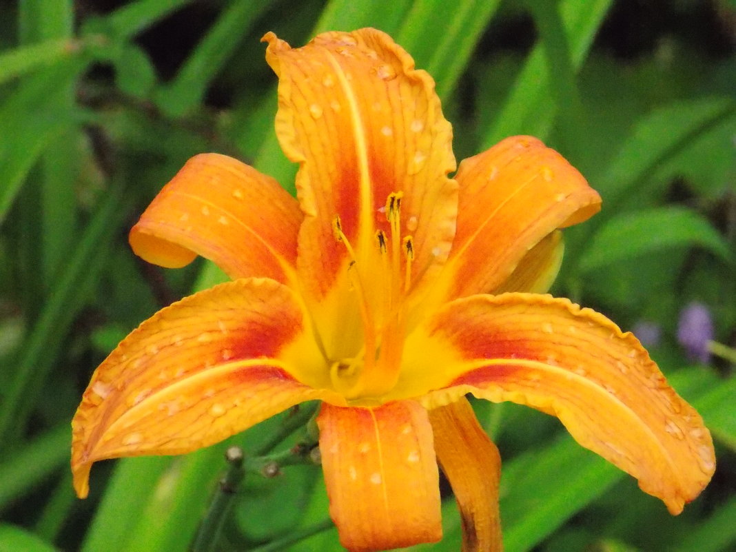 Яркий опельсиновый цветок - Ксения Рыскунова