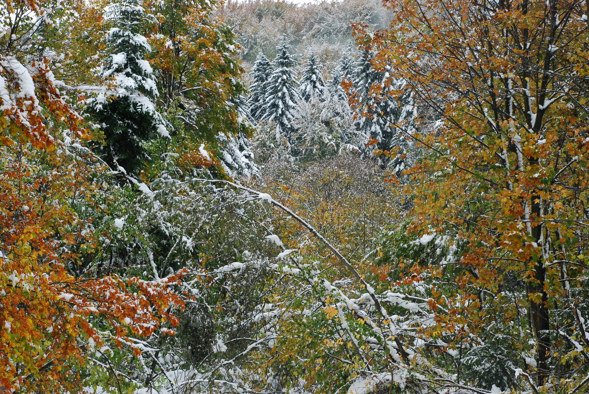 білий сніг на зеленому листі-1 - Богдан Вовк