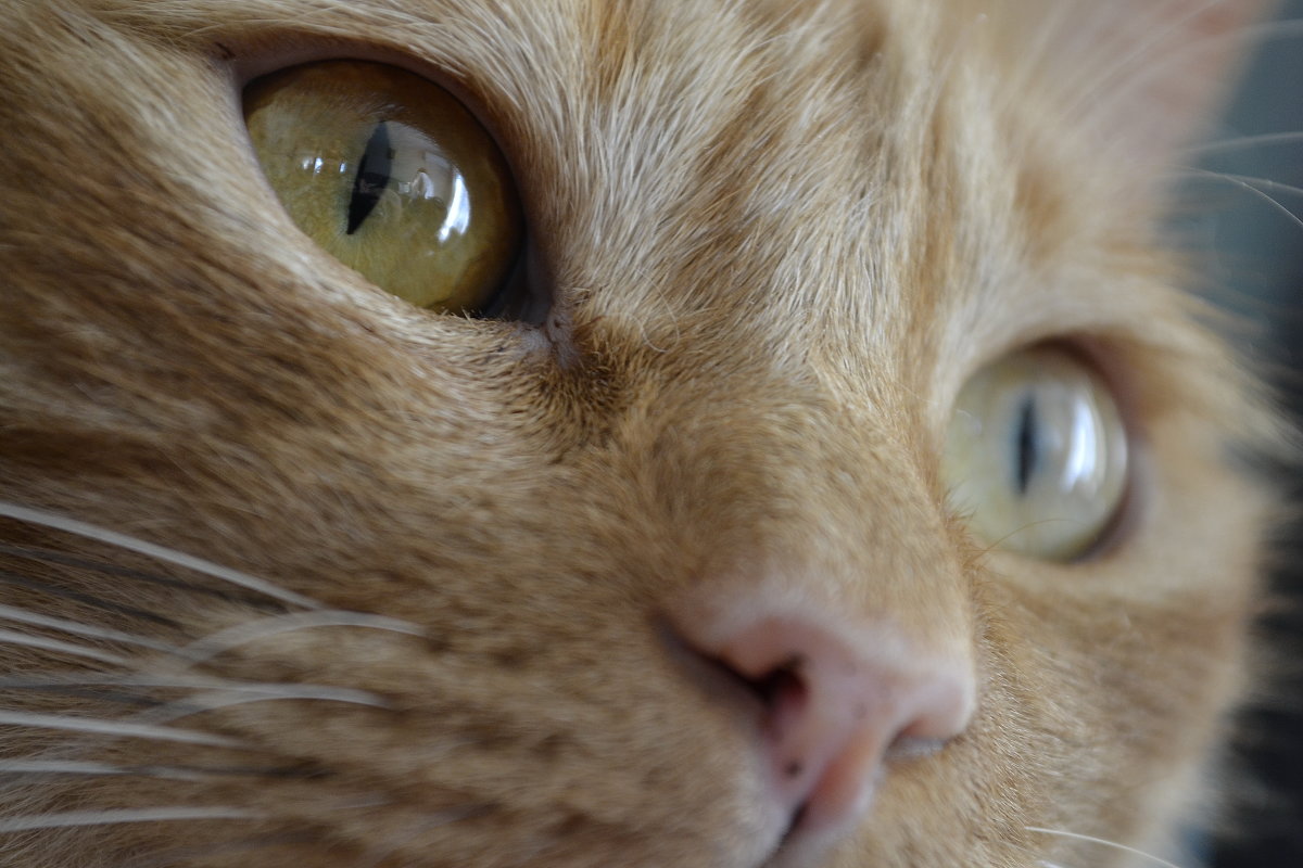 Кошачий взгляд, самый загадочный - Роман Fox Hound Унжакоff
