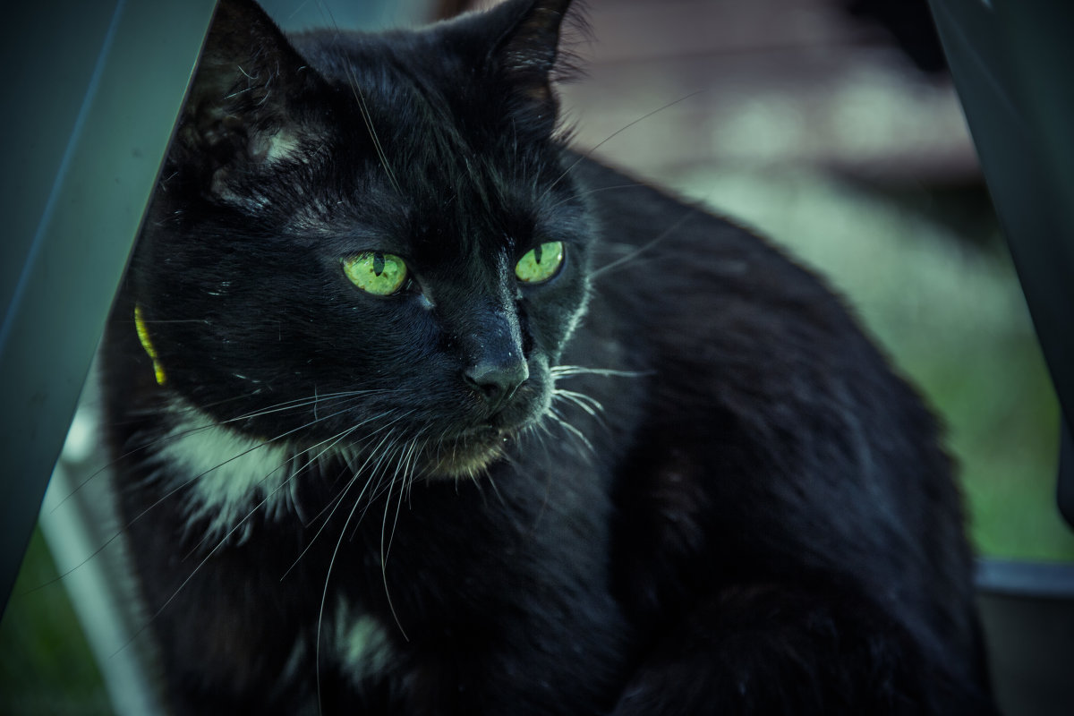 Black Cat - frolinho 