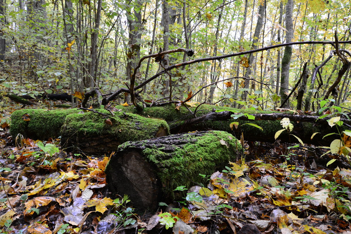 Old mossy logs in the forest - Дмитрий Каминский